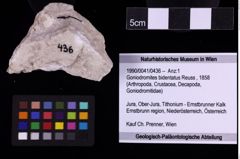 Foto (Objekt + Etiketten) von Goniodromites bidentatus (Reuss, 1858) (NHMW-GEO-1990-0041-0436)